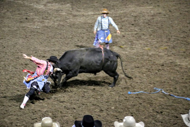 Een rodeo en bull race in Cody