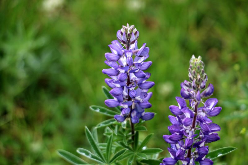 Bloemen in Yellowstone NP