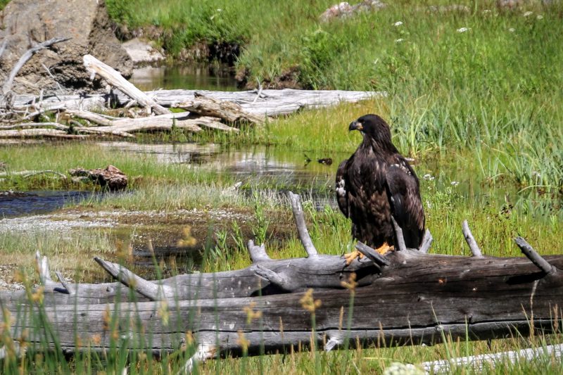 Golden Eagle