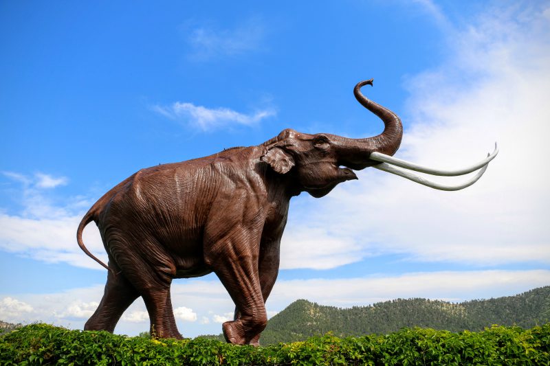 Reisverslag Hot Springs - The Mammoth Site