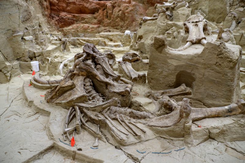The Mammoth Site inside