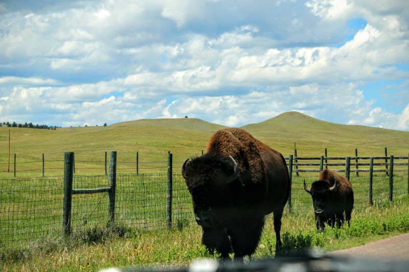 wildlife loop road with bisons custer state park