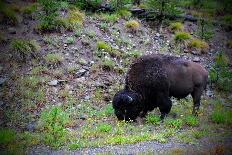 bison-in-yellowstone