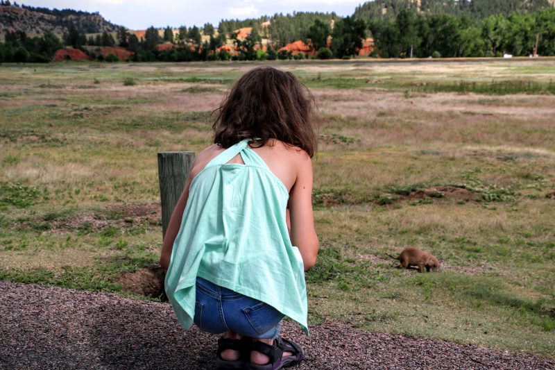 Prairiehonden fotograferen