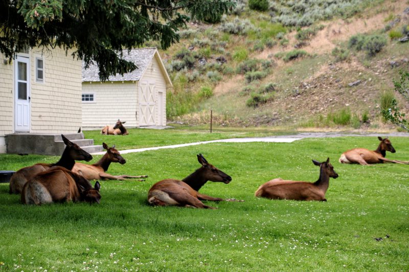 Dieren in Yellowstone