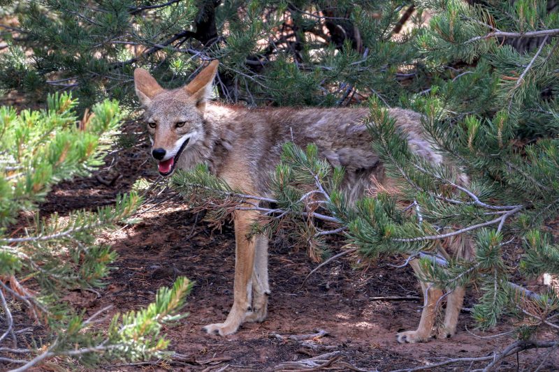 Coyote in Amerika