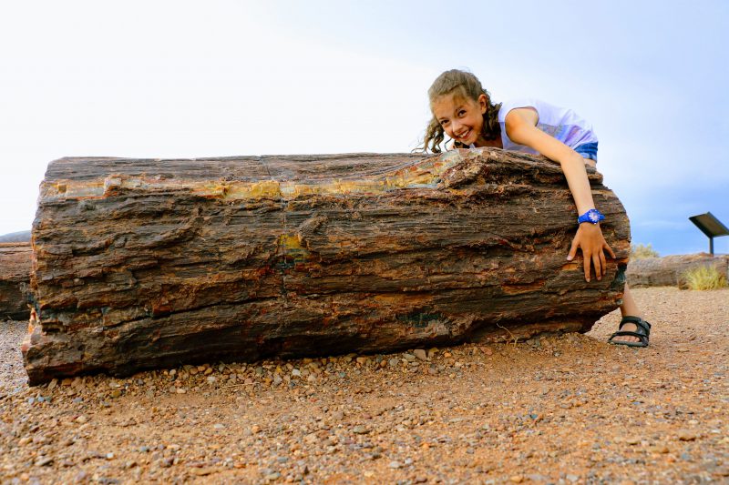 Petrified forest reisverslag