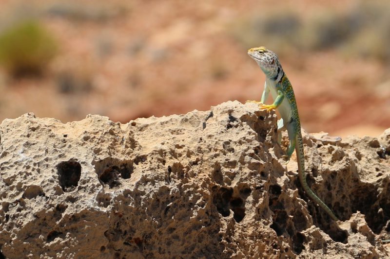 Reptielen in Amerika