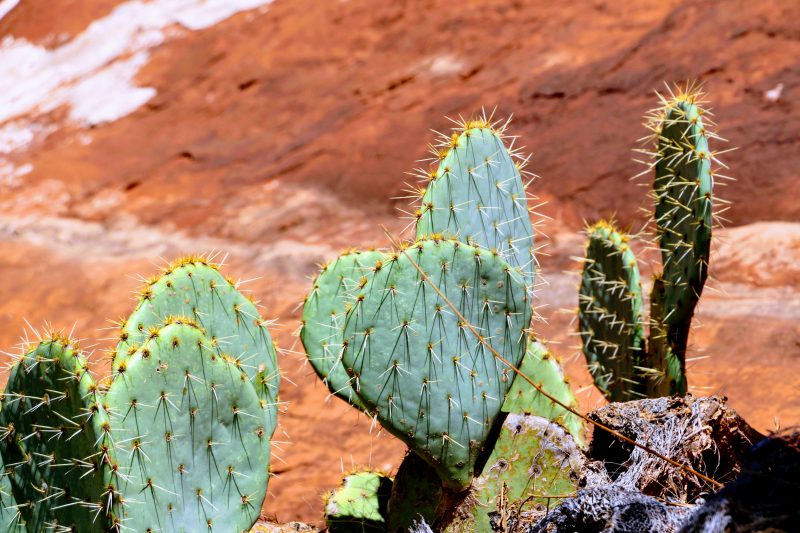 Kaktus in Sedona