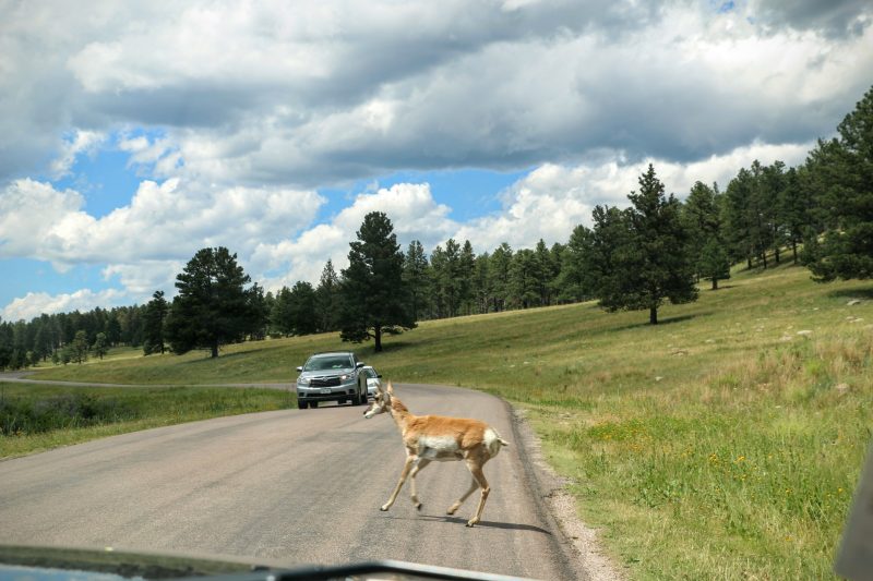 Dieren in Custer State Park