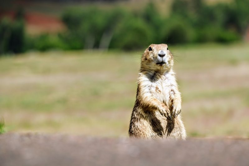 Dieren in Wyoming