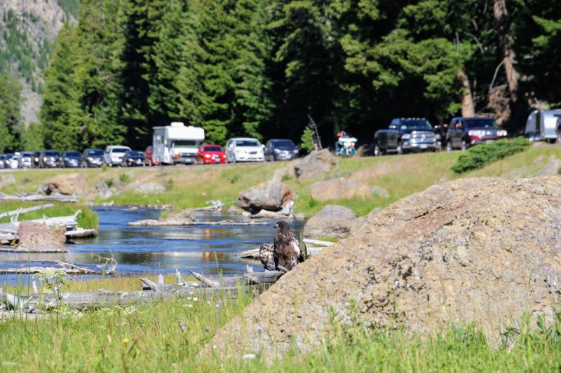 Van Yellowstone naar Grand Teton NP